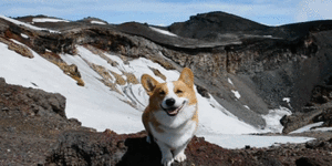 Honden GIF. Dieren Tong Gifs Hond 