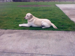 Honden GIF. Dieren Auto Gifs Hond Dier 