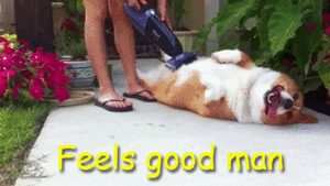Honden GIF. Dieren Gifs Hond Verdrietig Coulissen Fee 