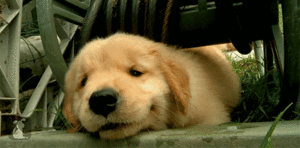 Honden GIF. Dieren Gifs Hond Deur Klop 