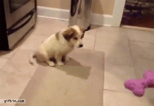 Honden GIF. Dieren Puppy Gifs Hond 
