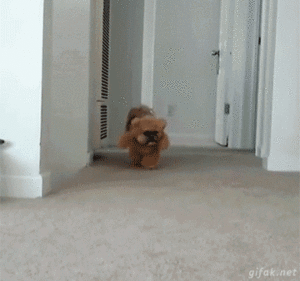 Honden GIF. Dieren Vis Gifs Hond Yikes Vangst Overstroming 