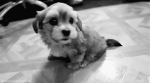 Honden GIF. Dieren Puppy Gifs Hond 