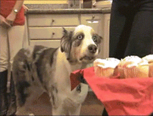 Honden GIF. Dieren Brand Gifs Hond Lus Jumping 