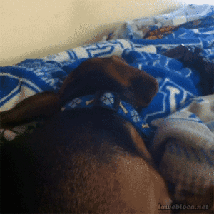 Honden GIF. Dieren Gifs Hond Oren 