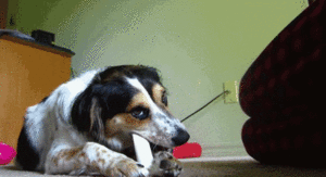 Honden GIF. Dieren Basketbal Gifs Hond 