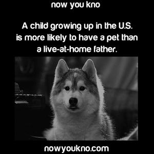 Honden GIF. Dieren Gifs Hond 
