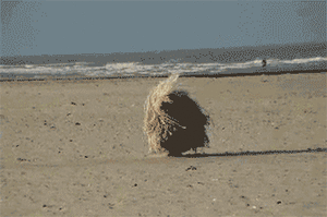 Honden GIF. Dieren Gifs Hond Trampoline 