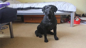 Honden GIF. Dieren Gifs Hond Jumping 