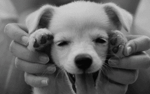 Honden GIF. Dieren Gifs Hond Reactie Likken Het+eten Hilarisch 