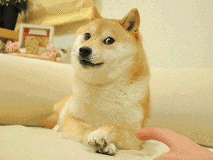 Honden GIF. Dieren Gifs Hond Doge Stoppen 