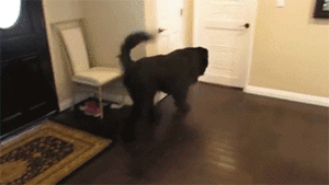 Honden GIF. Dieren Gifs Hond Mislukken Frisbee Halen 