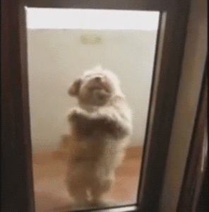 Honden GIF. Dieren Gifs Hond 