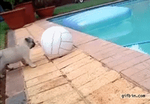 Honden GIF. Dieren Gifs Hond Overwinning Surfing 