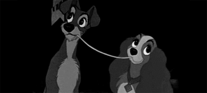 Honden GIF. Dieren Vis Gifs Hond Yikes Vangst Overstroming 