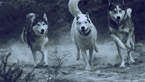 Honden GIF. Dieren Basketbal Gifs Hond 