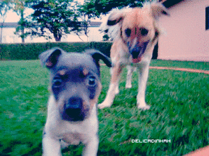 Honden GIF. Dieren Gifs Hond Oud 