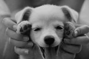 Honden GIF. Dieren Gifs Hond 