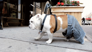 Honden GIF. Dieren Kat Gifs Hond Katje 