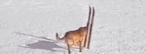 Honden GIF. Dieren Puppy Gifs Hond 