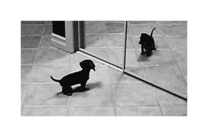 Honden GIF. Dieren Kat Gifs Hond Katje 