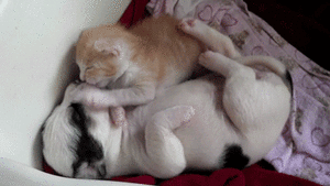 Honden GIF. Dieren Tijger Gifs Hond 