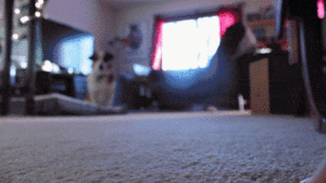 Honden GIF. Dieren Gifs Hond Reactie Likken Het+eten Hilarisch 