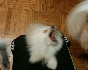 Honden GIF. Dieren Gifs Hond Vreemd 