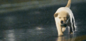 Honden GIF. Dieren Puppy Lopen Gifs Hond 