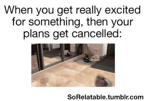 Honden GIF. Dieren Gifs Hond Zeeschildpad 