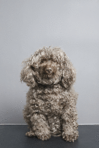 Honden GIF. Dieren Puppy Gifs Hond 