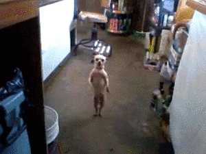Honden GIF. Dieren Gifs Hond Dans 
