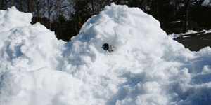 Honden GIF. Dieren Puppy Lopen Gifs Hond 