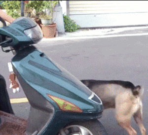 Honden GIF. Dieren Verward Schattig Gifs Hond Teckel 