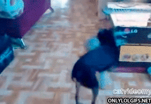 Honden GIF. Dieren Puppy Gifs Hond 