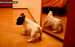 Honden GIF. Dieren Gifs Hond Spiegel Schroef 