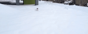Honden GIF. Dieren Gifs Hond Mopshond Glimlach 