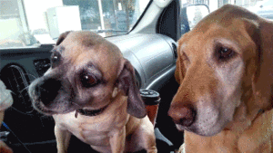 Honden GIF. Dieren Gifs Hond Lus Omfg 