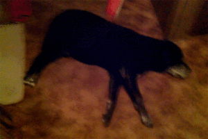 Honden GIF. Dieren Tong Gifs Hond 