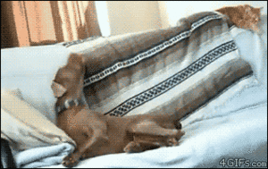 Honden GIF. Dieren Puppy Gifs Hond 
