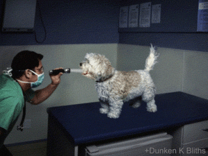 Honden GIF. Dieren Schattig Puppy Gifs Hond 