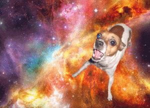 Honden GIF. Dieren Zwemmen Gifs Hond Teckel 