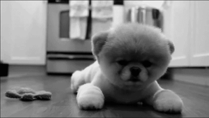 Honden GIF. Dieren Puppy Gifs Hond 