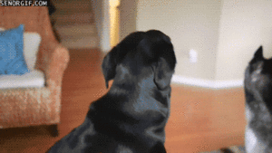 Honden GIF. Dieren Gifs Hond Koel Drama 