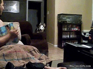Honden GIF. Dieren Grappig Schattig Gifs Hond Lopend 