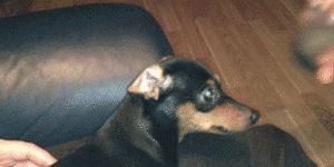 Tijger GIF. Dieren Tijger Gifs Hond 