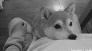 Honden GIF. Dieren Gifs Hond Mislukken Vangst Halen 