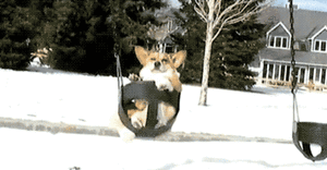 Honden GIF. Dieren Jongen Gifs Hond 