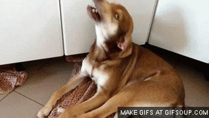 Honden GIF. Dieren Puppy Lopen Gifs Hond 
