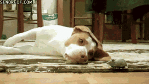 Honden GIF. Dieren Muis Gifs Hond Wtf Speelbal 